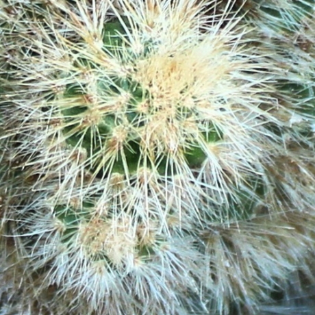 方便慧
