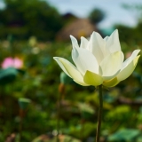 解行须並重